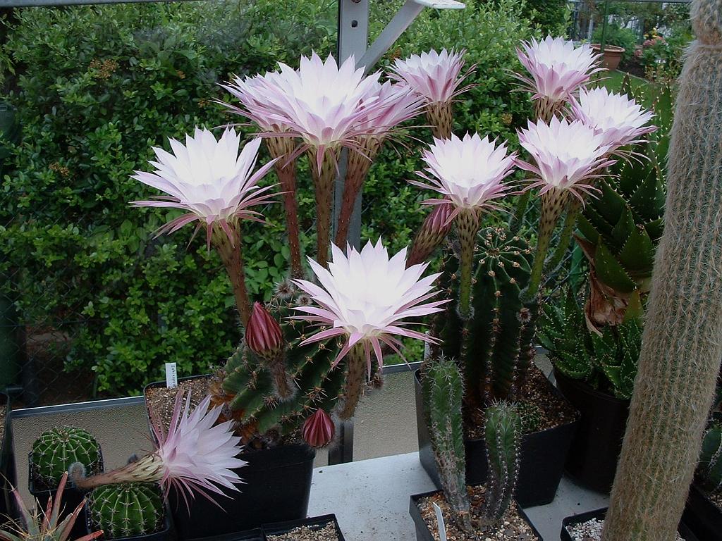 Echinopsis.hybr..JPG