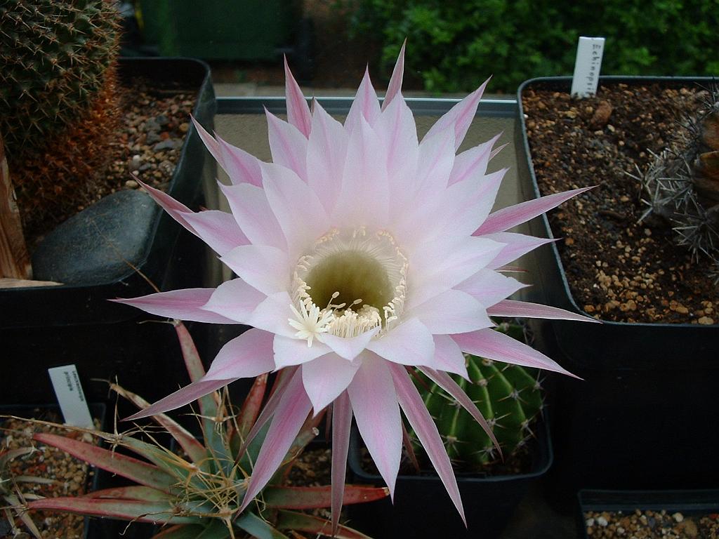 Echinopsis.hybr.1.JPG