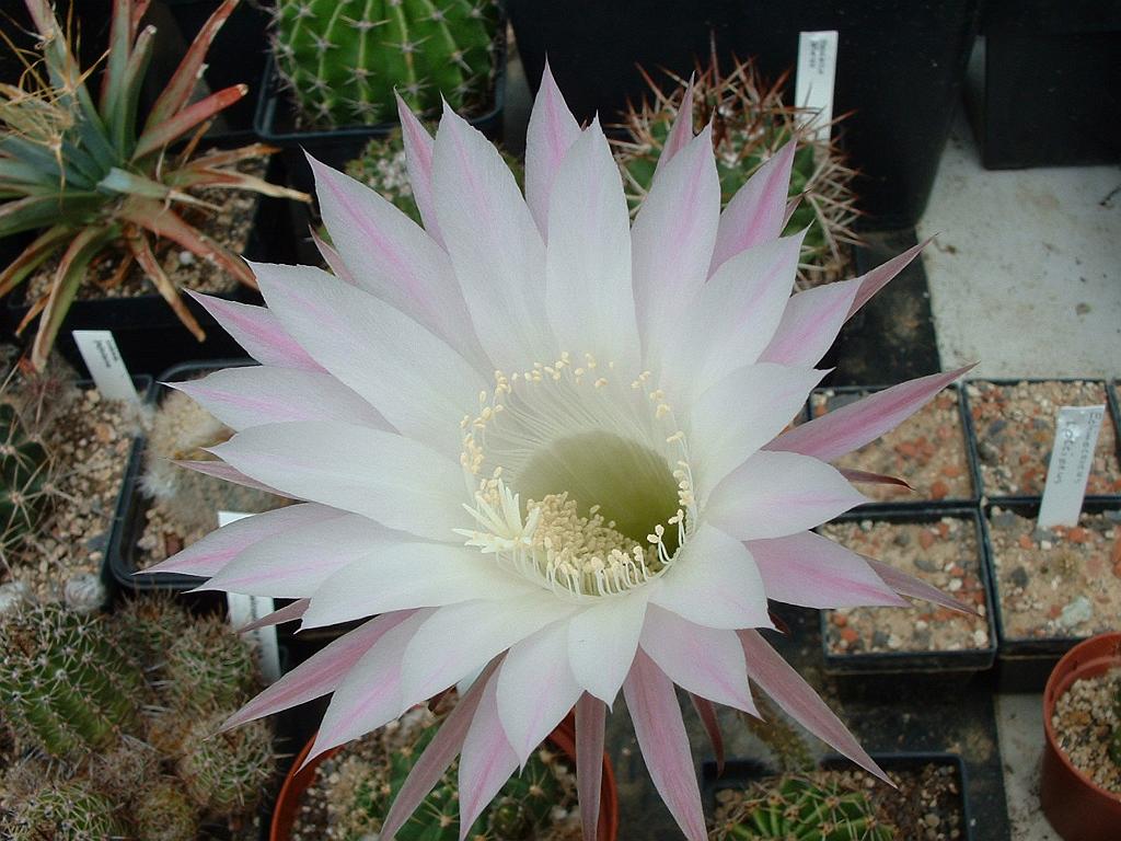 Echinopsis.hybr.2.JPG