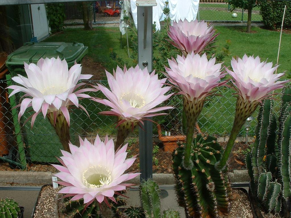 Echinopsis.hybr.3.JPG