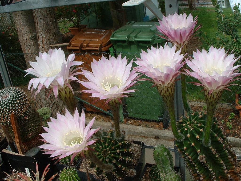 Echinopsis.hybr.4.JPg