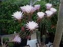 Echinopsis.hybr.