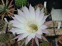 Echinopsis.hybr.2