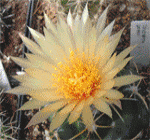 Coryphantha garesii