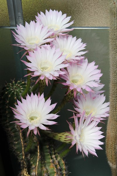 Echinopsis.hybr.4.JPG