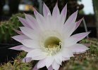 Echinopsis.hybr.