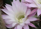 Echinopsis.hybr.1