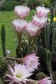 Echinopsis.hybr.2