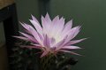 Echinopsis.hybr.3