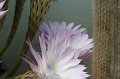 Echinopsis.hybr.6